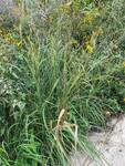 Plant name: Indian Grass Sorghastrum nutans (files/Image_File/IMG_8918 (1).jpg)